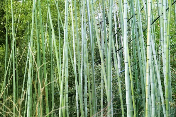 Bamboo background, Japan