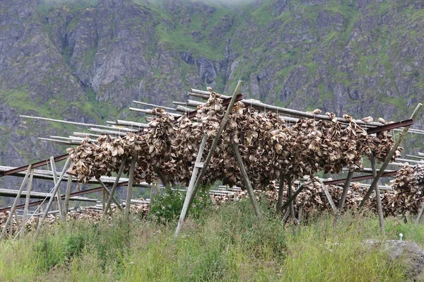 Norveç'te kurutma balık — Stok fotoğraf