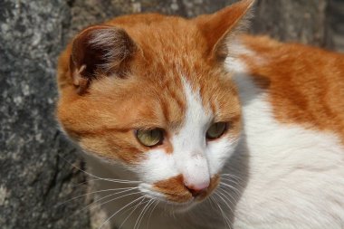 Kırmızı kedi