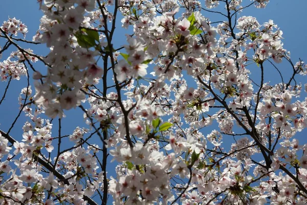 Tokio wiśniowe kwiaty — Zdjęcie stockowe