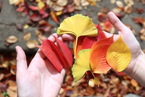 Autumn leaves in Japan — Stock Photo, Image