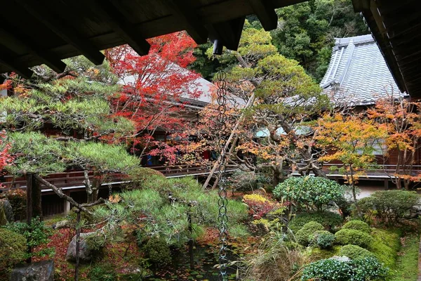 Japonsko podzimní listí — Stock fotografie