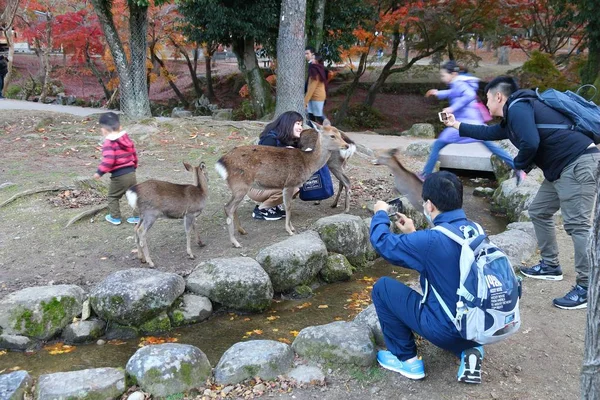 Nara Park, Japan — Stockfoto