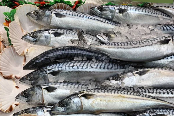 Maquereau au marché aux poissons — Photo