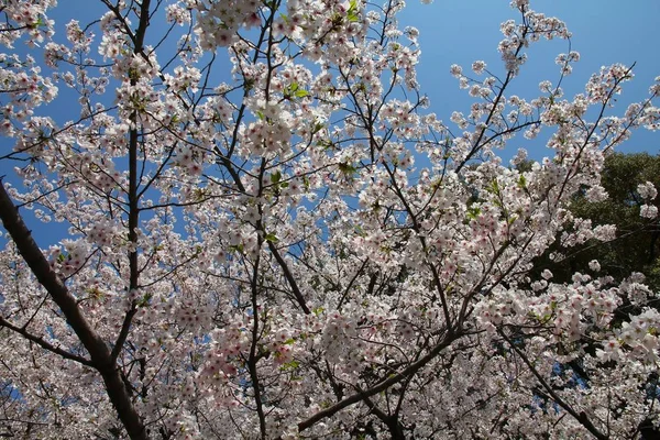 Flor de cereja, Tóquio — Fotografia de Stock