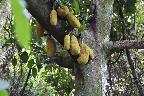 Albero Jackfruit in Brasile — Foto Stock