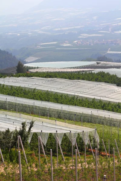 Apple çiftlikleri İtalya — Stok fotoğraf