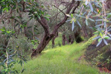 Yunanistan zeytin ekimi