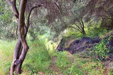 Yunanistan zeytin grove