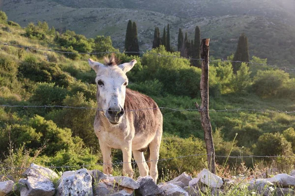 Griechischer Esel, Korfu — Stockfoto