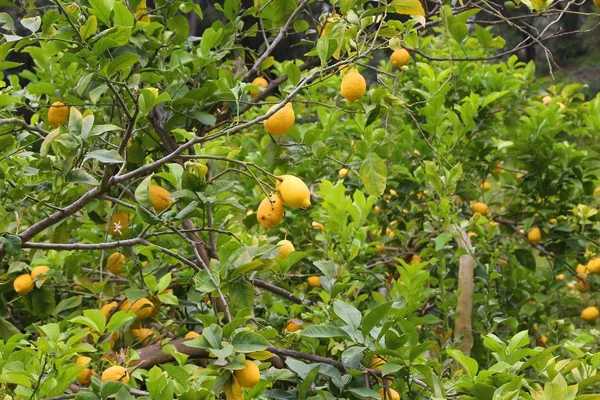 Zitronenbäume in Griechenland — Stockfoto