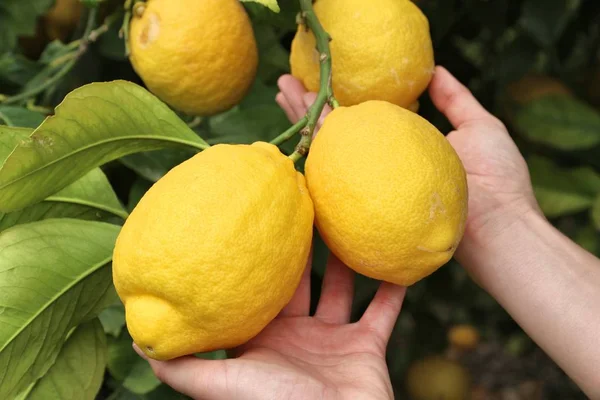 Grandi limoni in Grecia — Foto Stock
