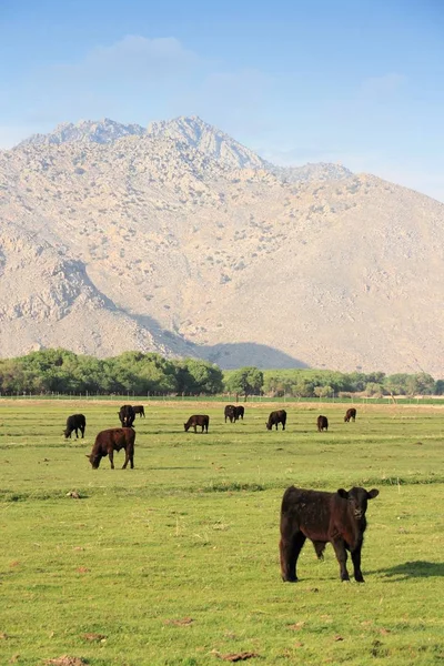 Скотоводческое ранчо США — стоковое фото