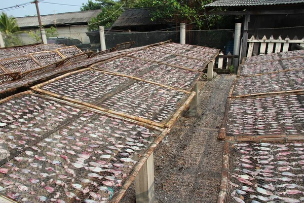 Calamares de secado en Tailandia — Foto de Stock