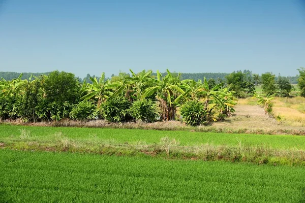 Thailand agriculture landscape — Stock Photo, Image