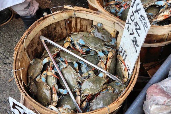 Chesapeake blue crabs — Stock Photo, Image