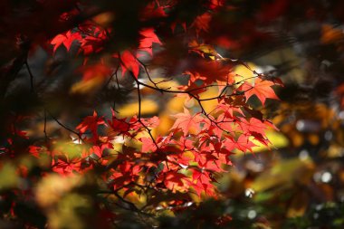 Sonbahar akçaağaç yaprakları