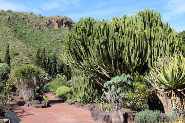 Gran Canaria garden clipart