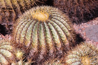 Cactus garden, Gran Canaria clipart
