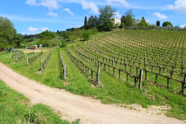 Toskánsko vinice, Itálie — Stock fotografie