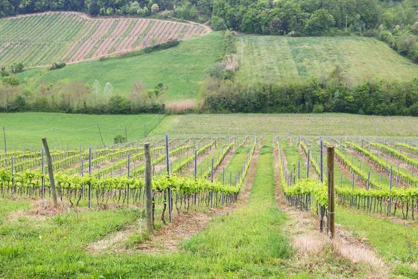 Tuscany wijngaard, Italië — Stockfoto