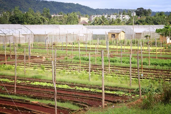 Landwirtschaft in kuba — Stockfoto