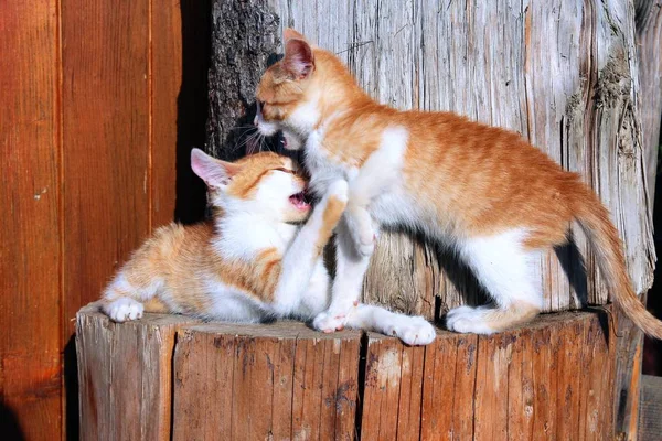 Kitten broers en zussen vechten — Stockfoto