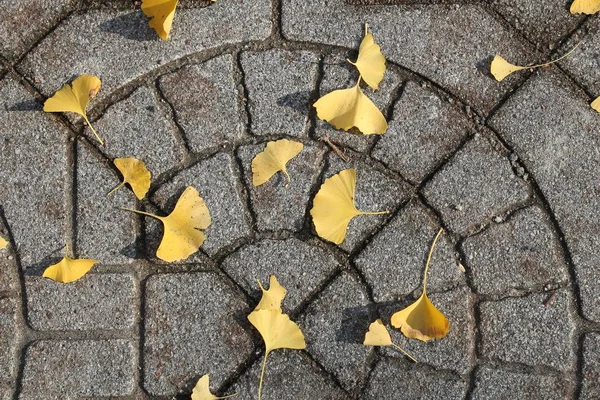 Ginkgo foglie, Giappone — Foto Stock