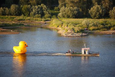 Sarı ördek, Varşova