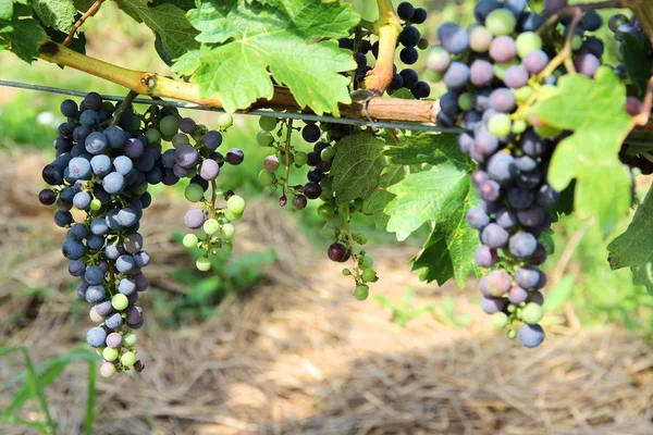 Grapes in Austria — Stock Photo, Image