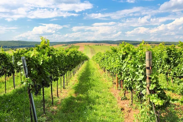 Wijngaard landschap in Europa — Stockfoto