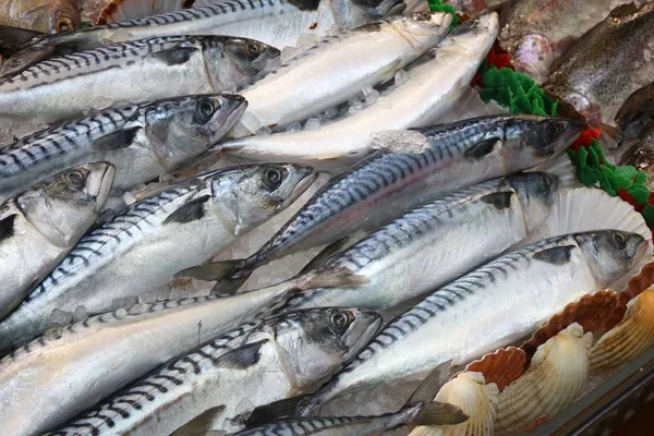 Fresh mackerel, United Kingdom