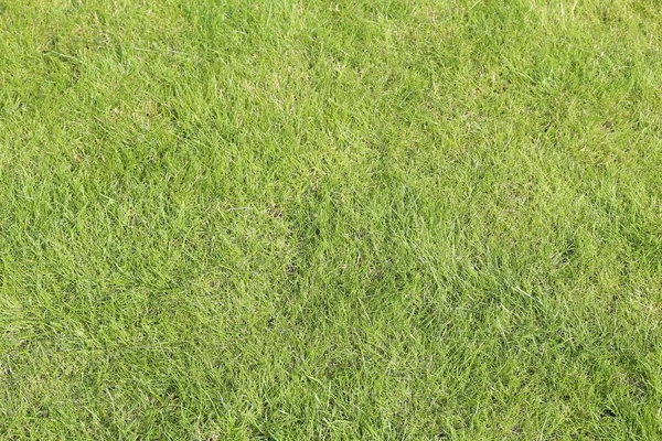Sfondo texture erba — Foto Stock