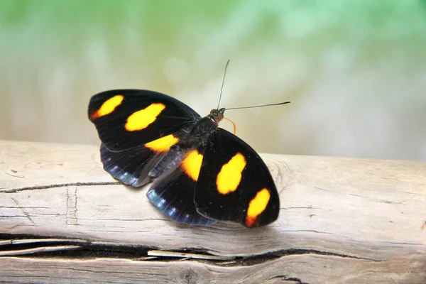 Stoplight Catone butterfly — Stock Photo, Image