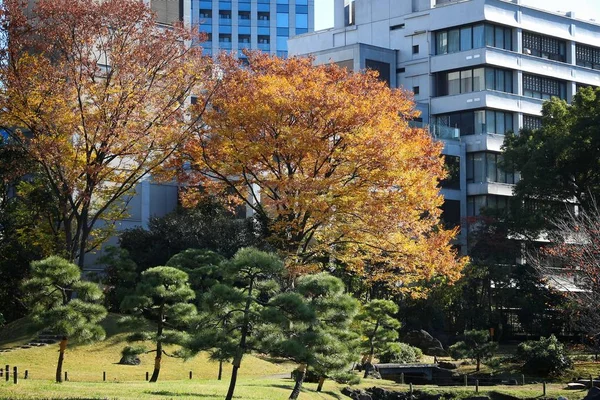 Tokyo herfst in Japan — Stockfoto