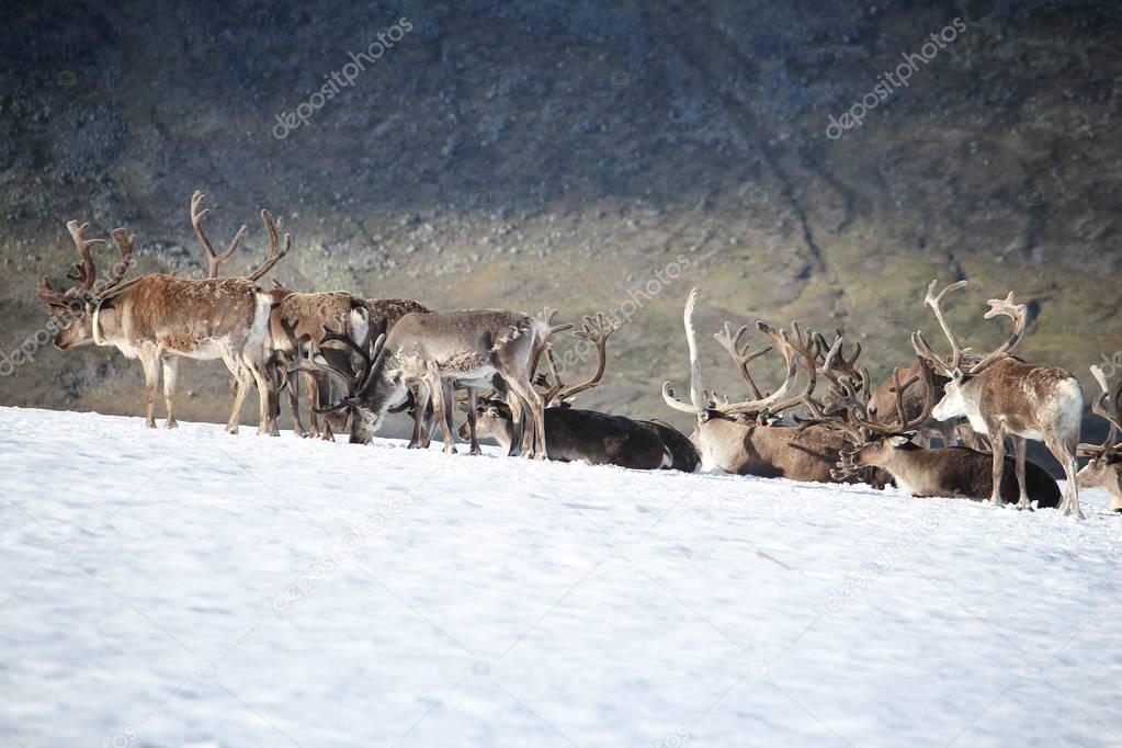Norway reindeer on snow