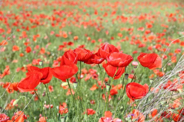 Mohnfeld, Italien — Stockfoto