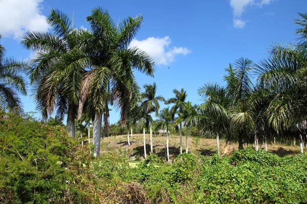 Cuba natural landscape — Stock Photo, Image