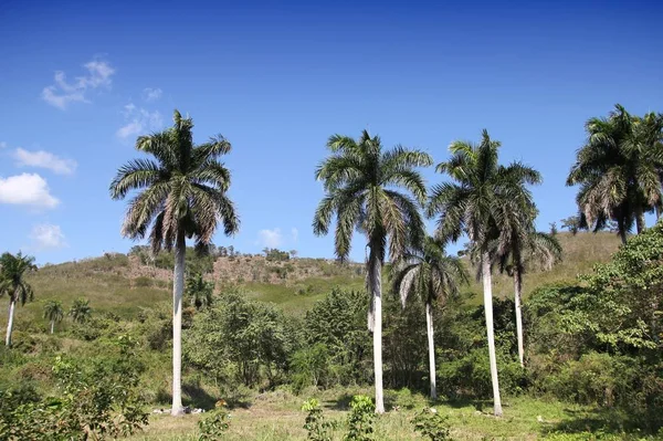 Cuba palm trees — Stock Photo, Image