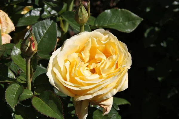 Rosa glorreiche interictira — Stockfoto