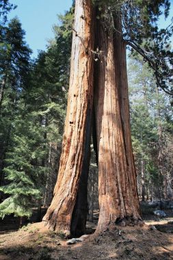 Sequoia, Amerika Birleşik Devletleri