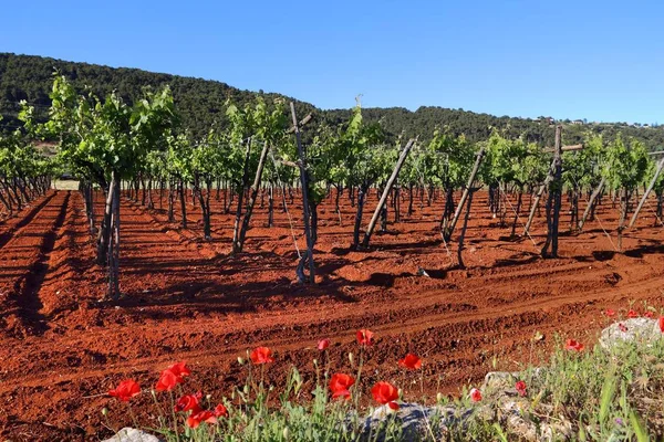 Italiaanse wijngaard - landelijke uitzicht — Stockfoto