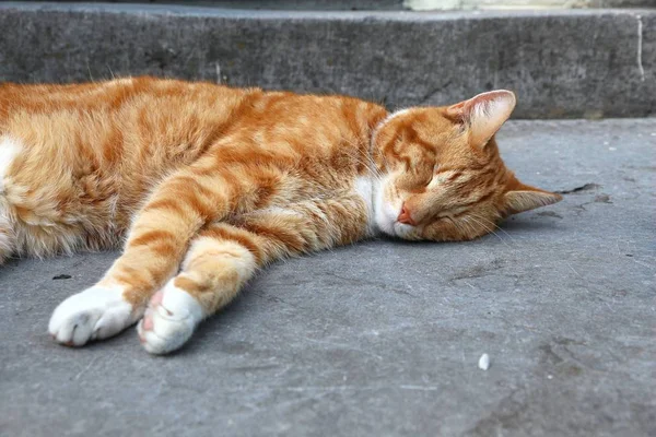 Gato jengibre dormido —  Fotos de Stock