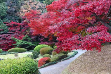 Japonya momiji sonbahar