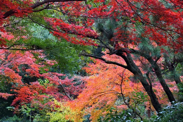 Tokyo feuilles momiji — Photo