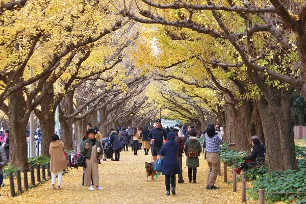 Ginkgo-Allee, Tokio — Stockfoto