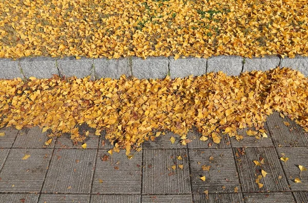 Ginkgo foglie, Giappone — Foto Stock