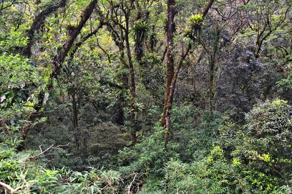 Brasil selva deserto — Fotografia de Stock