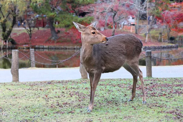 Nara heliga rådjur — Stockfoto
