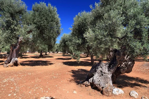 Apulia olajbogyó fák — Stock Fotó